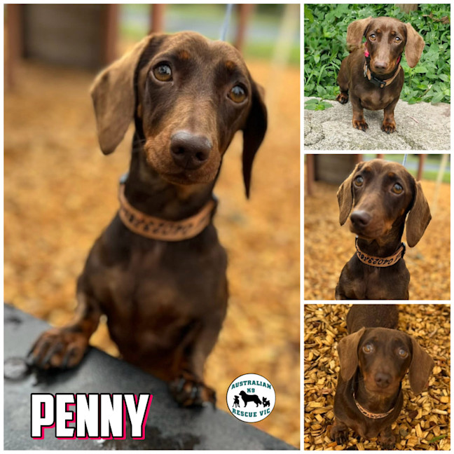 Photo of Penny