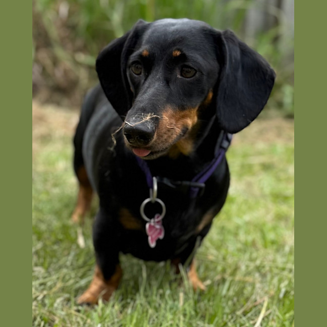 Photo of Lady