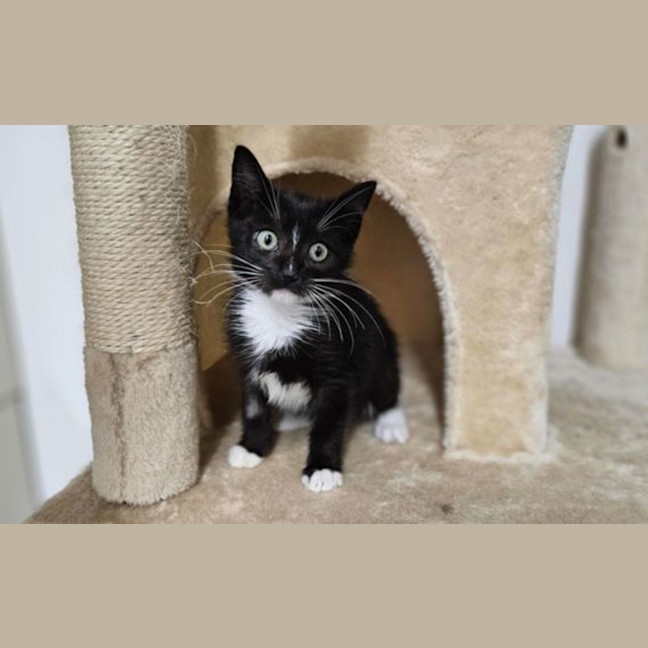 Photo of Oreo