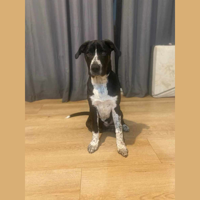 Photo of Daisy