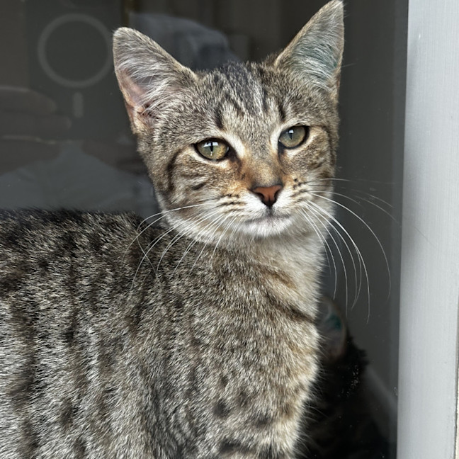 Photo of Twinkle