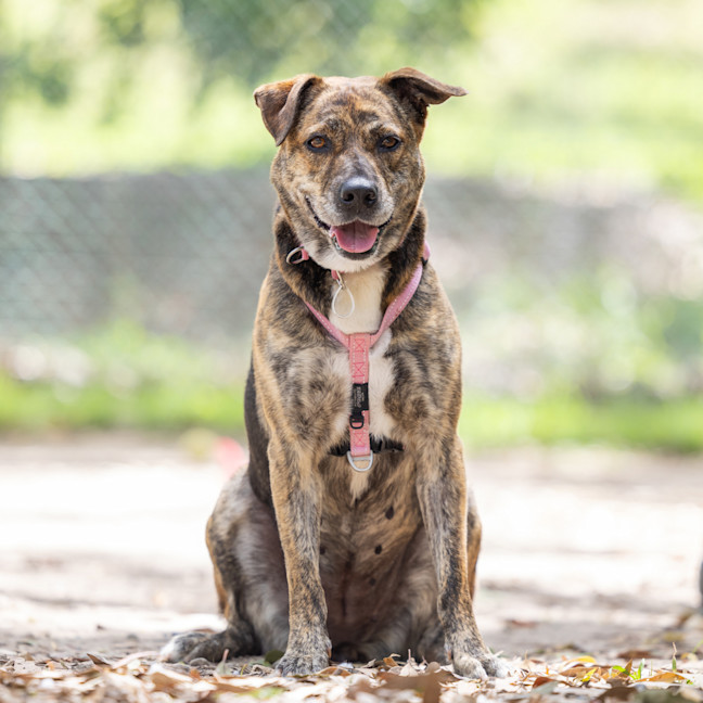 Photo of Bobbie (Previously Billie)