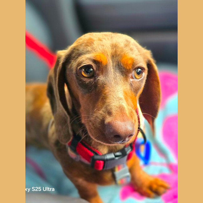 Photo of Rune   7 Month Old Dachshund