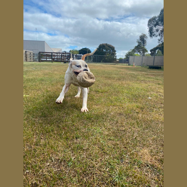 Photo of Buddy