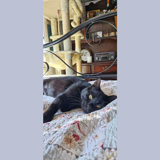 Photo of Goose