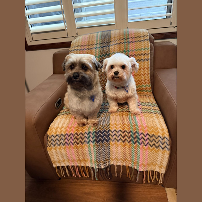 Photo of Bella & Ollie   6 Year Old Maltese X