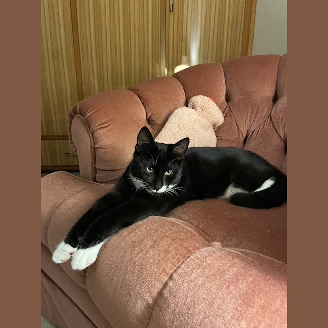 Photo of Tuxedo