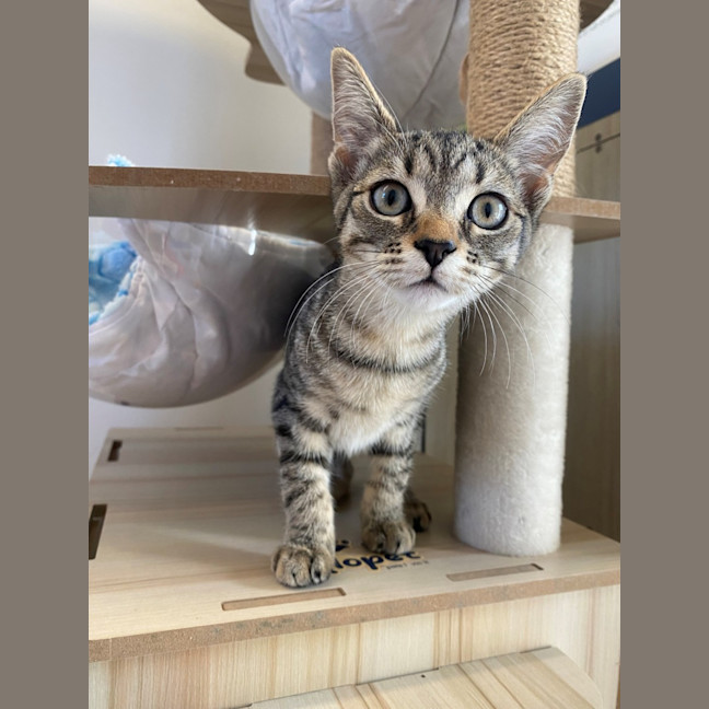 Photo of C1488 Venus