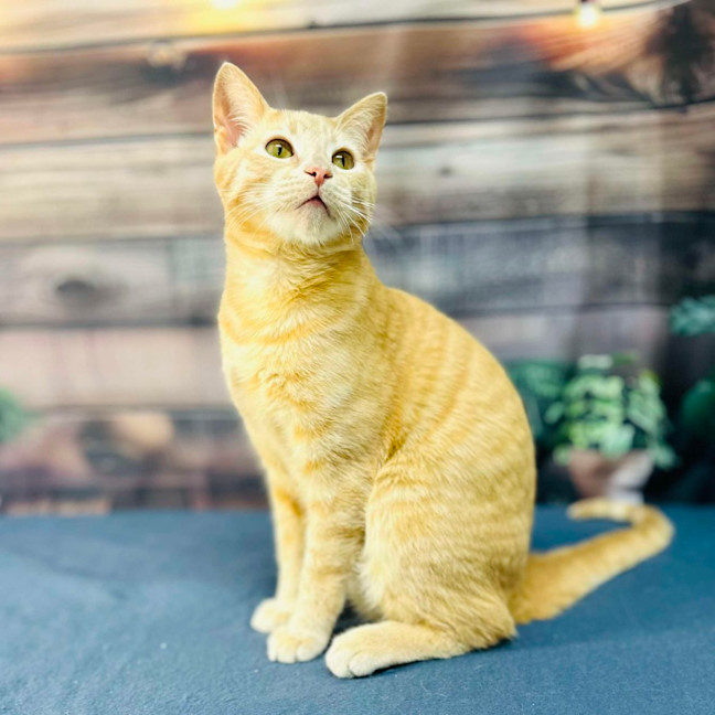 Photo of Radley   Located In Westmeadows