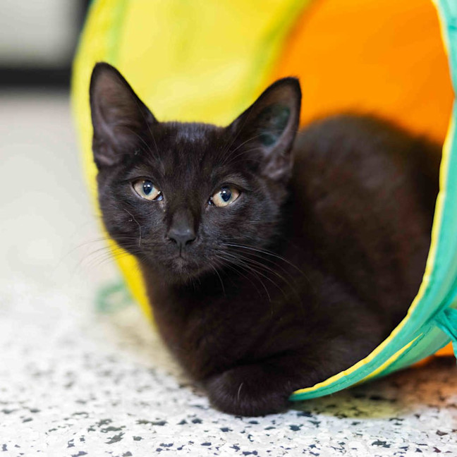 Photo of Luna (Previously Moon)