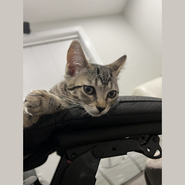 Photo of Callie