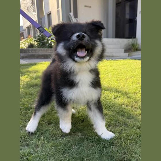 Photo of Koda