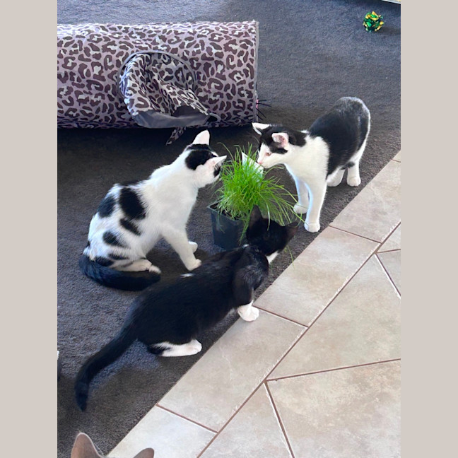 Photo of Skittles And Parkway 😸