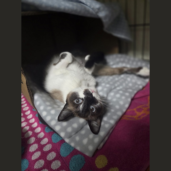 Photo of Dahlia