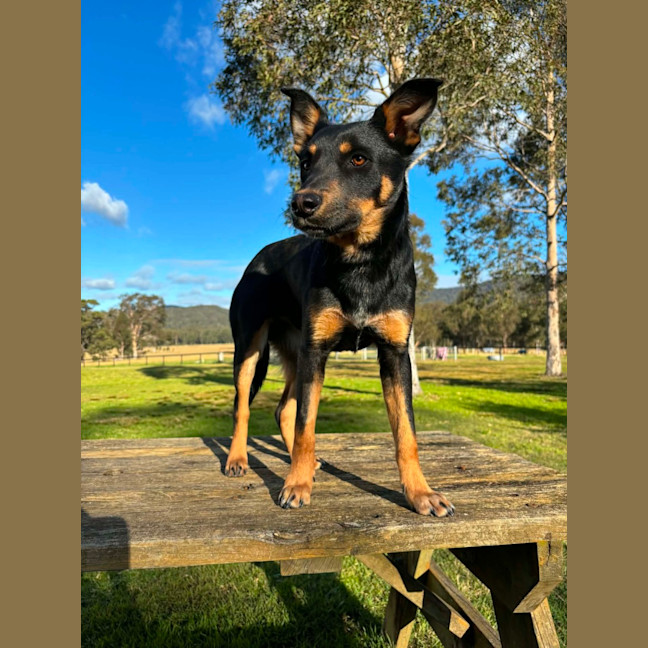 Photo of Baz