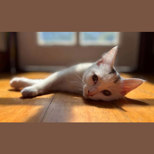 Photo of Felfel