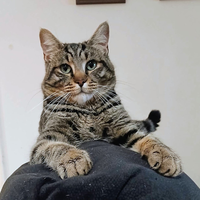 Photo of Bendy