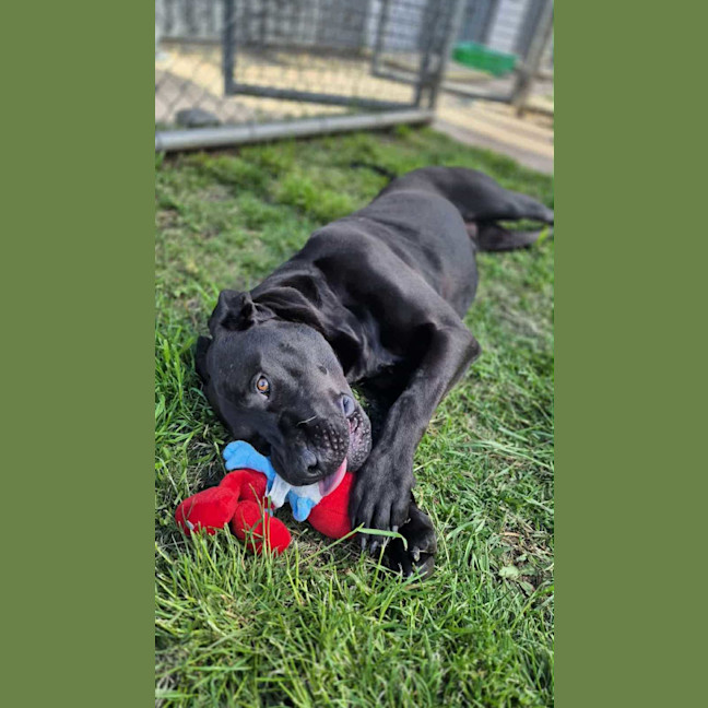 Photo of Boof   2 Year Old Labrador X Staffy