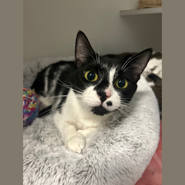 Photo of Stella