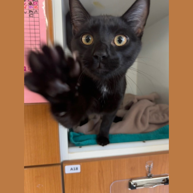 Photo of Donatello & Raphael