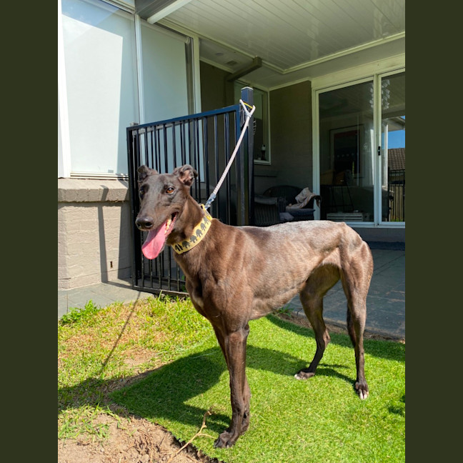 Photo of Precious The Greyhound 