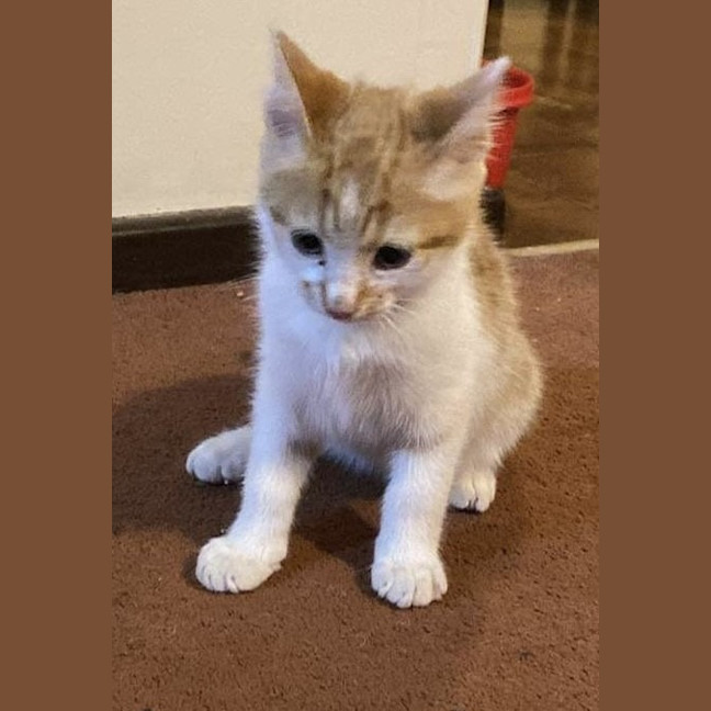 Photo of Scamp