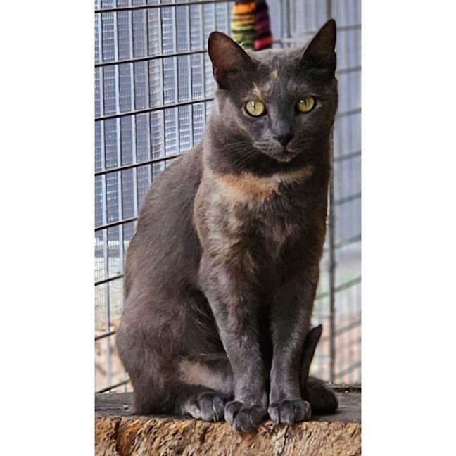 Photo of 8089   Tabitha