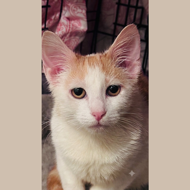 Photo of Leo