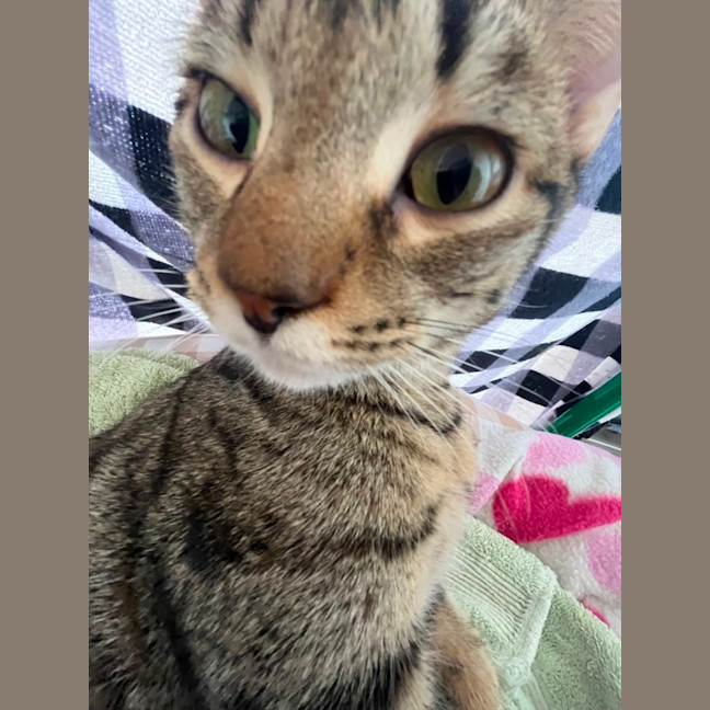 Photo of Woody
