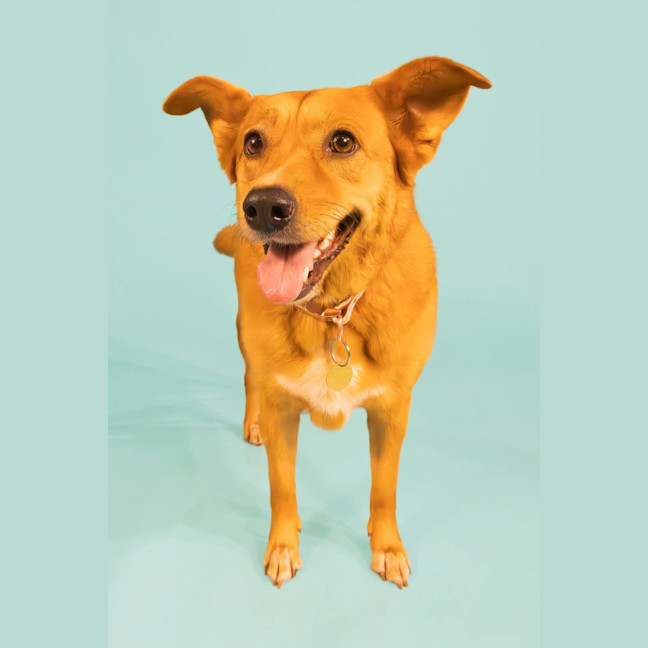 Photo of Nala 