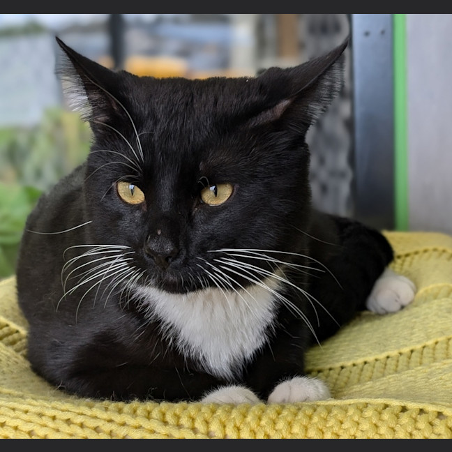 Photo of The Mute Wolf