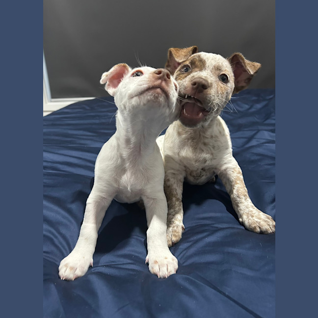 Photo of Hank (Was Buddy)