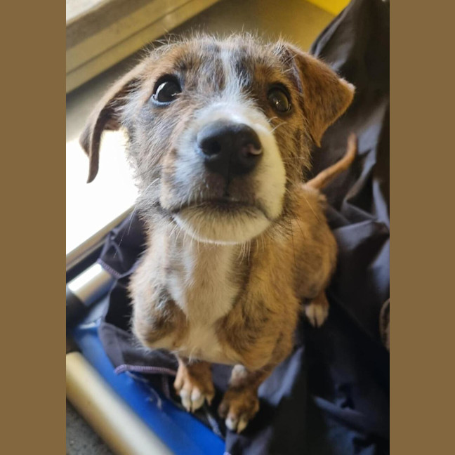 Photo of Diesel