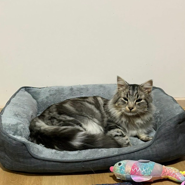 Photo of Teddy
