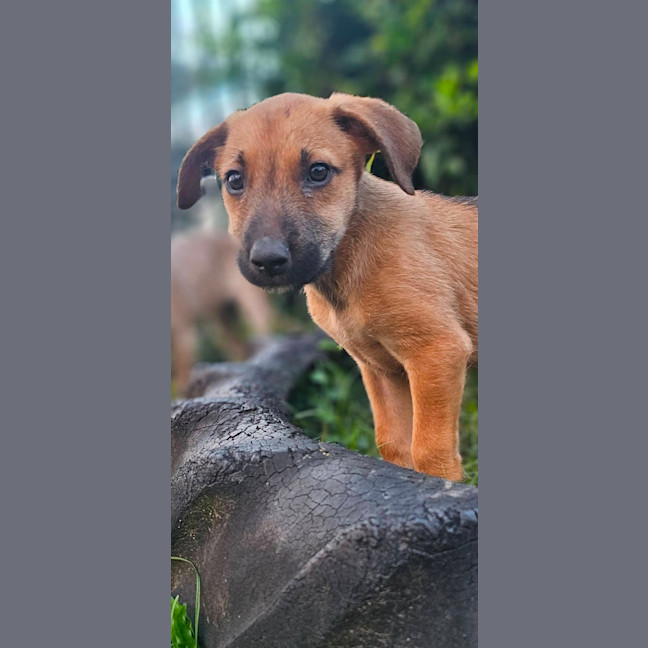 Photo of Jippa
