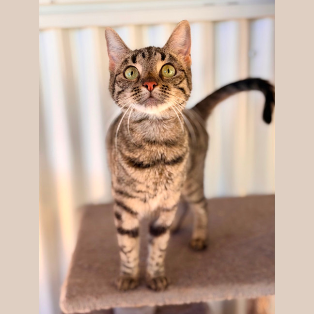 Photo of Bella