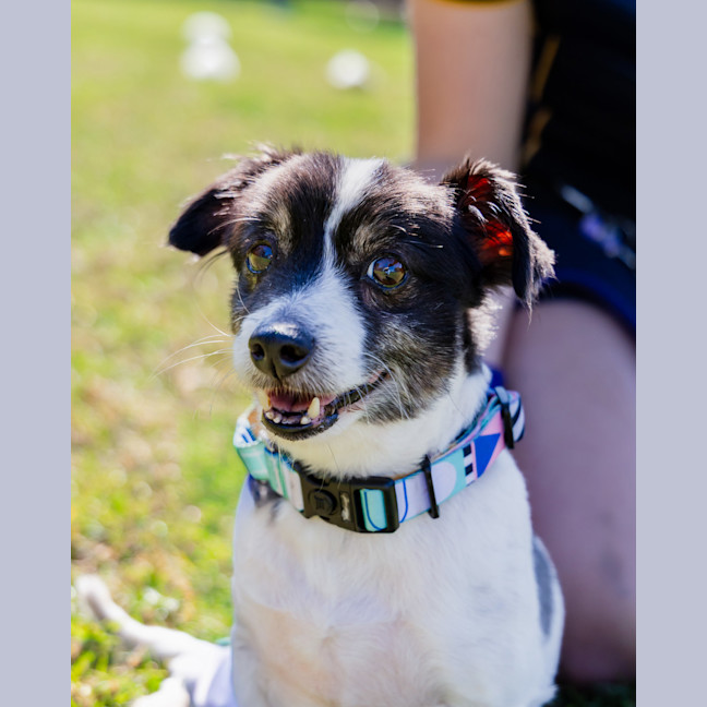 Photo of Bolt