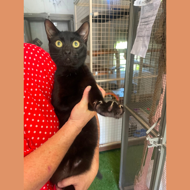 Photo of Homer (With Marge)