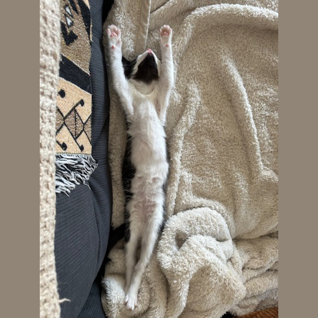 Photo of Pips