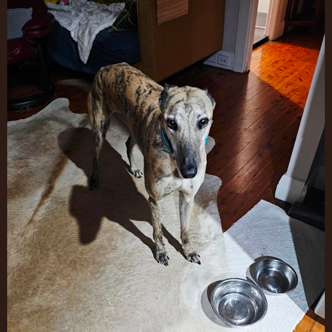 Photo of Bella   5 Year Old Greyhound