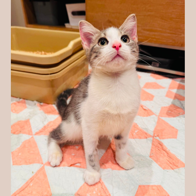 Photo of Marshmallow