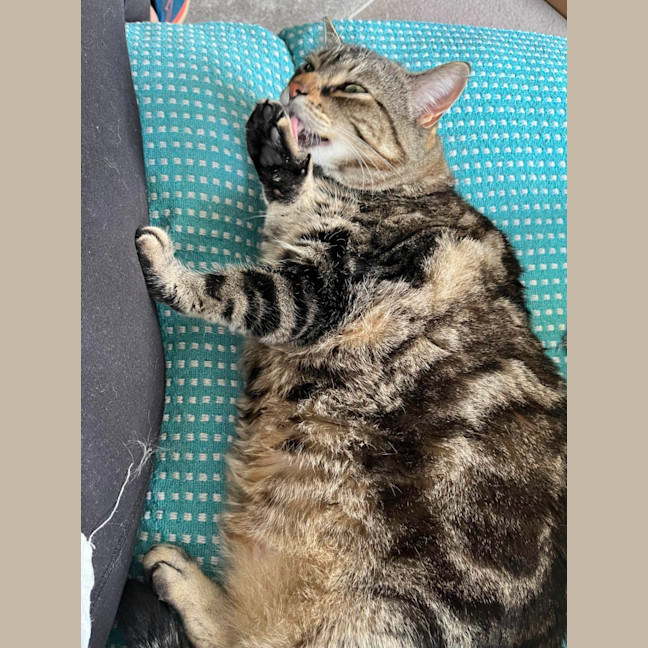 Photo of Tilly The Chunky Tabby 