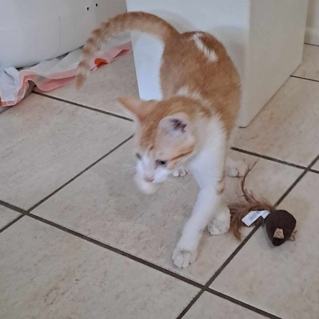 Photo of Muffin