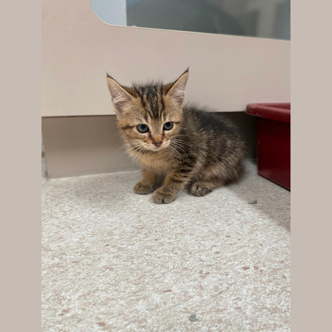 Photo of Moscow (9952)