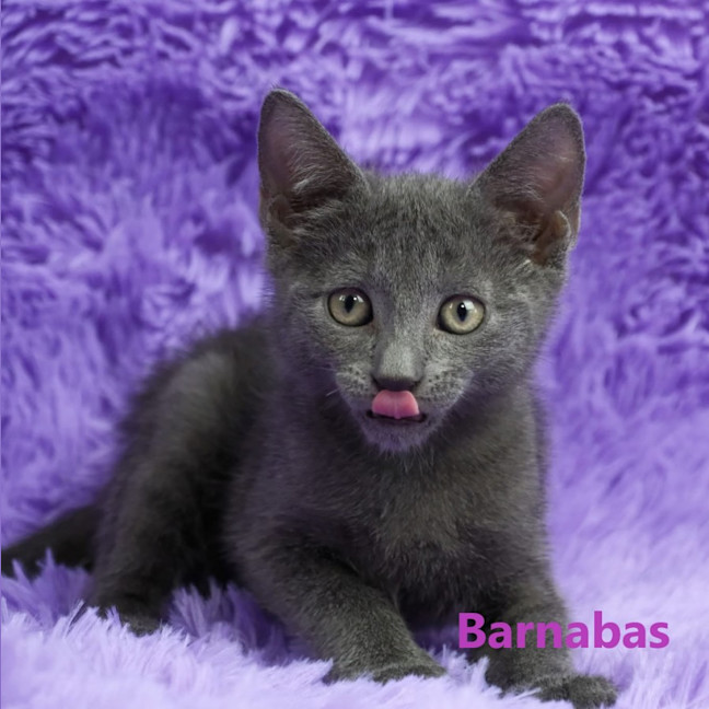 Photo of Barnabas
