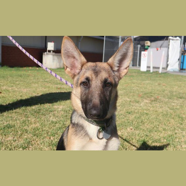 Photo of Axel