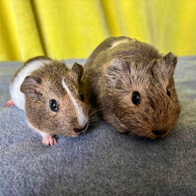 Photo of Gracie & Gidget