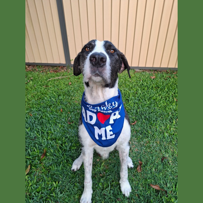 Photo of Murphy *$350 Adoption Fee*
