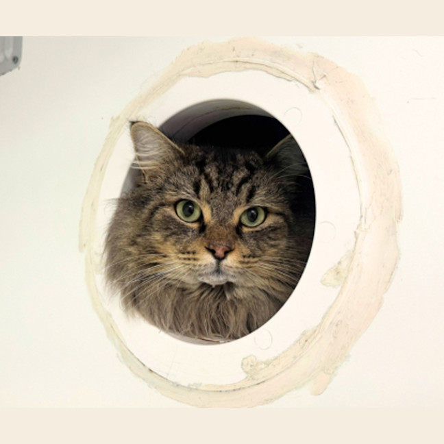 Photo of Lord Tubbington