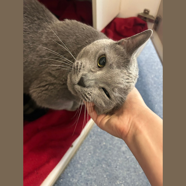 Photo of Lollie
